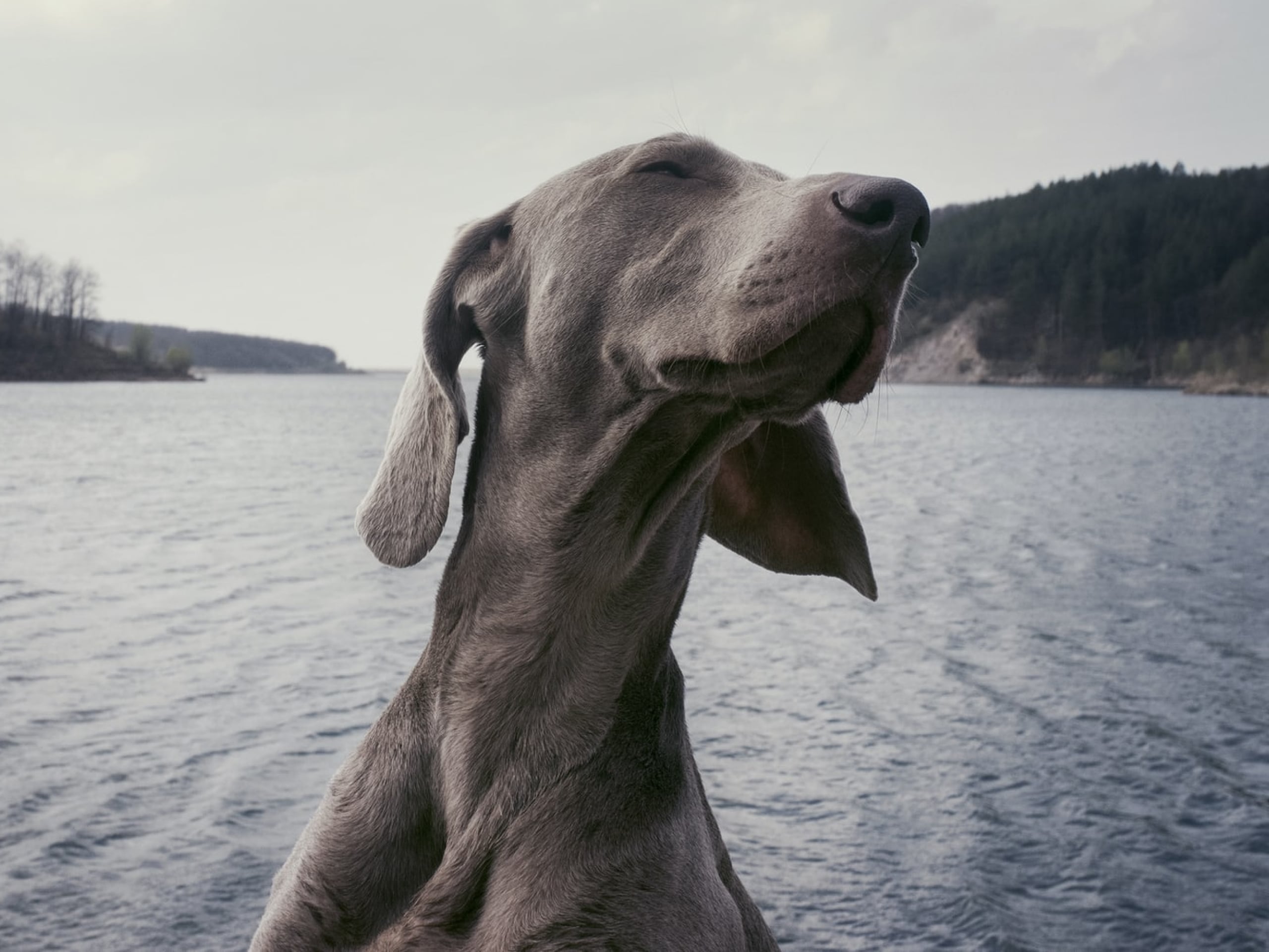 Can you give a dog benadryl 